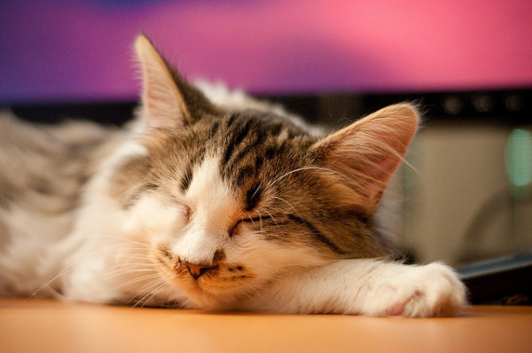 cat asleep on keyboard