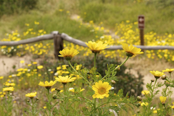 flowers on a trail flowers trail