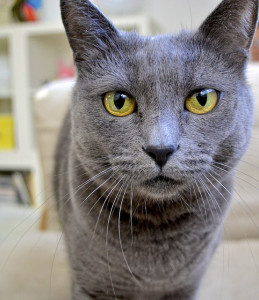 Laila, my gray cat