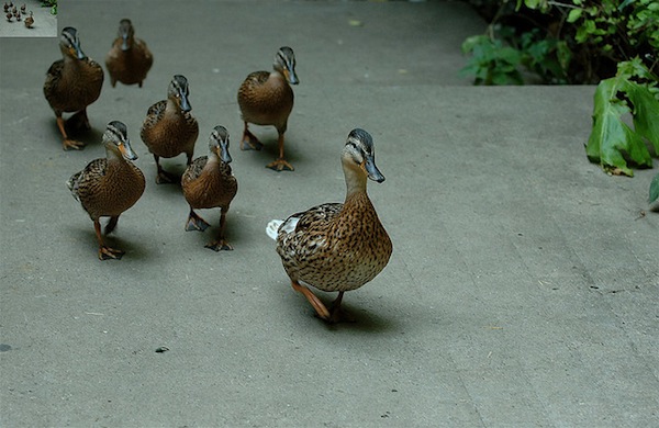 leadership ducks