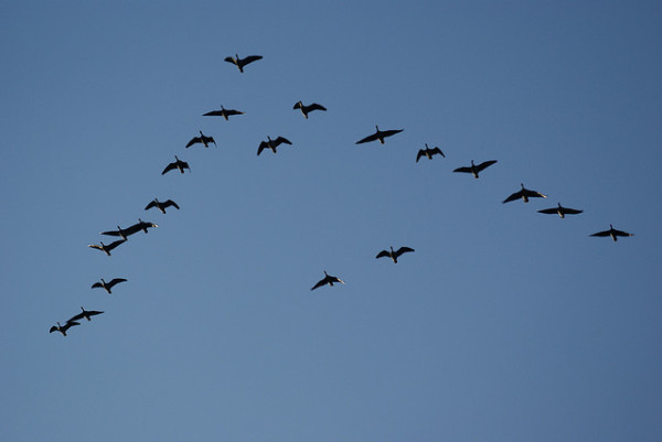 birds flying in a V