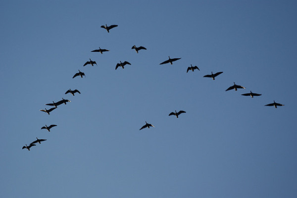 birds flying in a V birds flying in a V