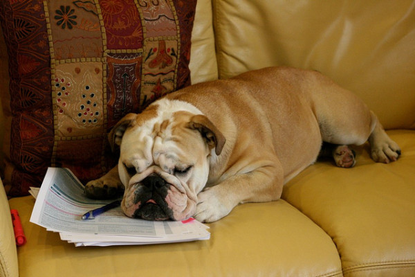 dog at work dog at work