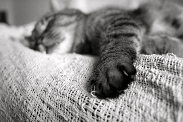 cat sleeping cat sleeping