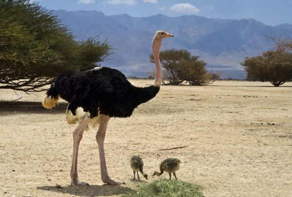 Avoid the Ostrich Problem