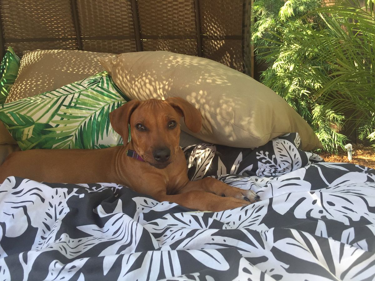 The Lily Chronicles: Puppy Productivity Diary Week 3
