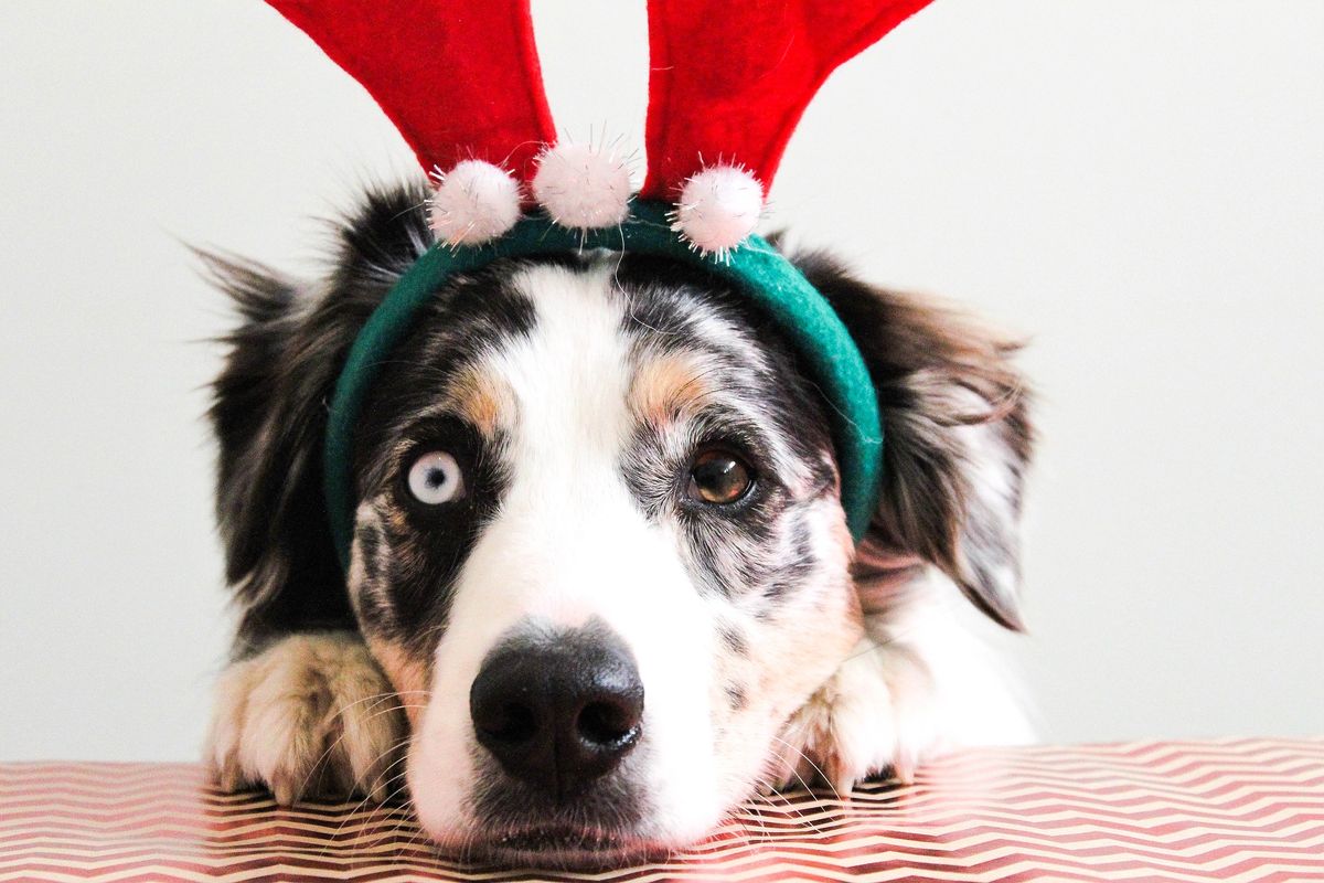 Ridiculously Efficient Gift Guide: Pet Products to Make You and Your Fur Baby Happy